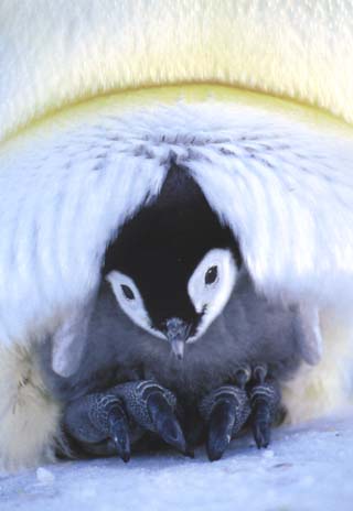 King Penguin Baby