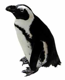 gay black-footed or Jackass penguin