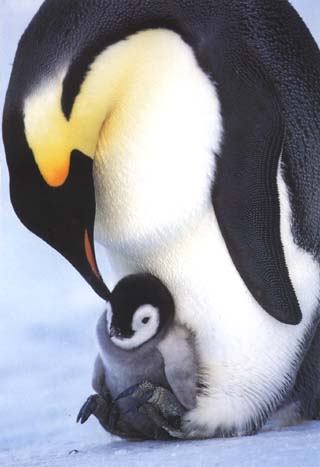 Penguin And Chick