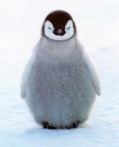 picture of emperor penguin chick