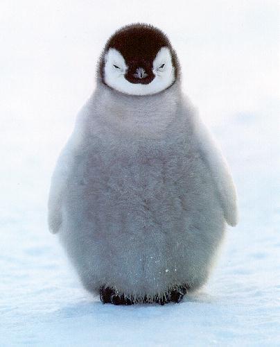 The Emperor Penguin Video