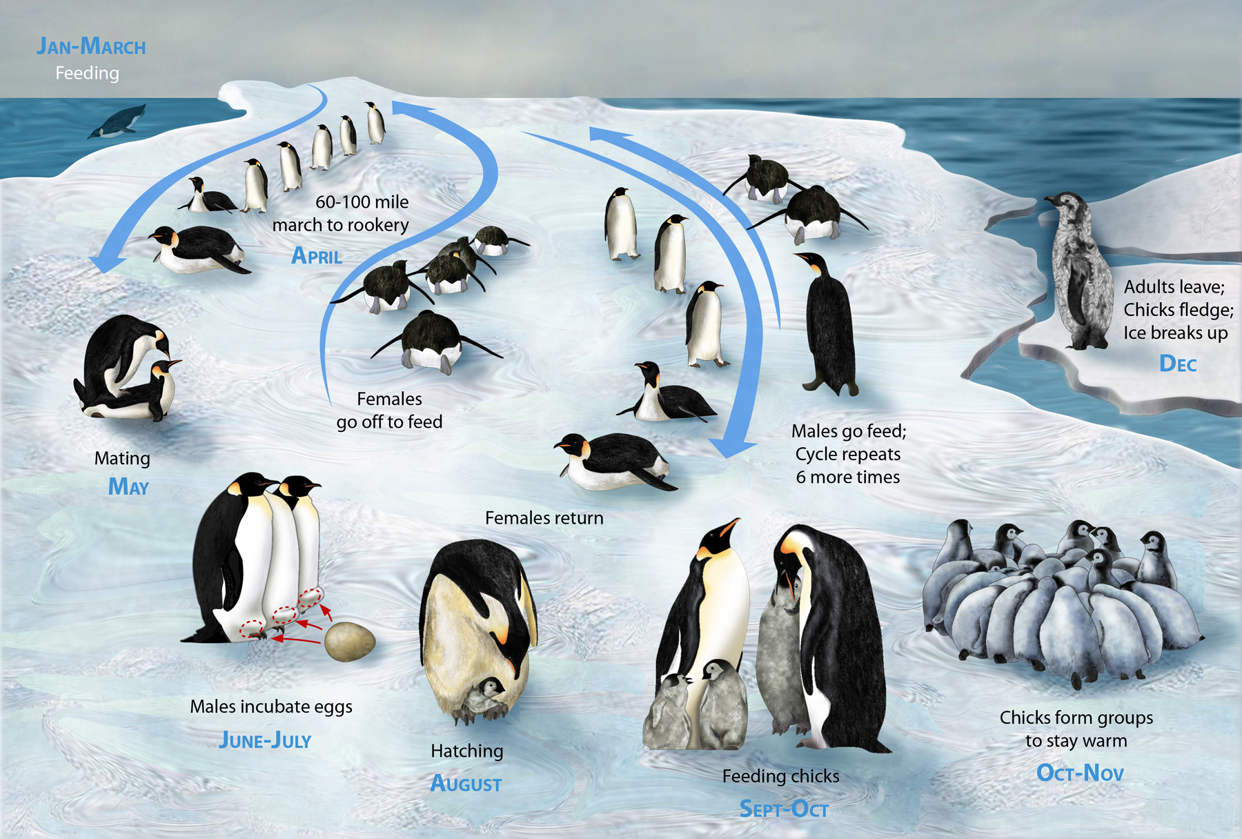 Life cycle of the Emperor Penguin : Aptenodytes forsteri