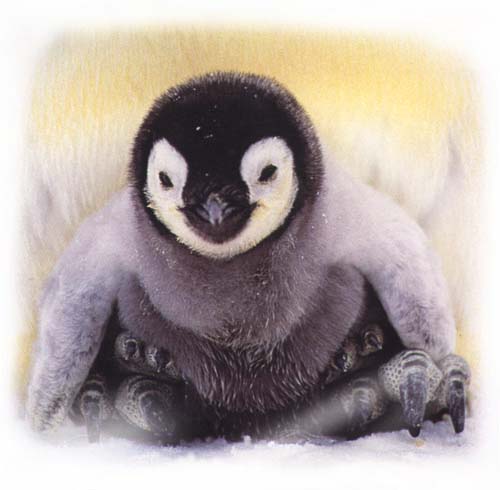 a baby emperor penguin